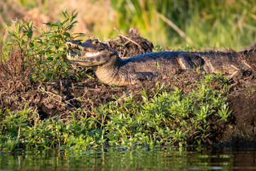 Naklejka premium alligator with its mouth open in the Iberá Wetlands, Corrientes, Argentina
