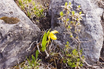 A yellow Lady's Slipper.