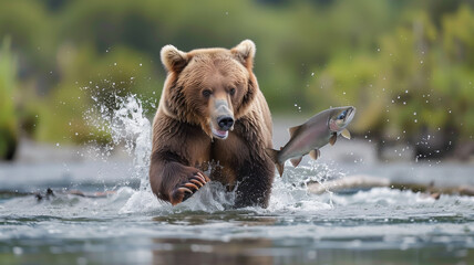 Obraz premium Bear Catching Salmon in River