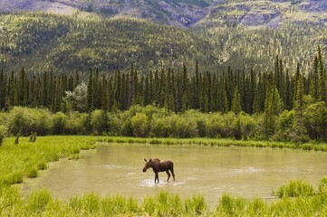 Obraz na płótnie Canvas A moose cow standing is a small pond.