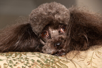 Tired, adorable brown poodle, Gainesville, Florida