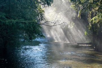 Sunbeams through the Trees, Camps Canal