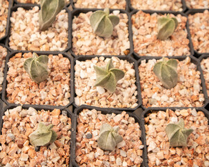 muchas macetas pequeñas con plantas de suculentas para decoracion, mercado de plantas