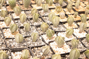 muchas macetas pequeñas con plantas de suculentas para decoracion, mercado de plantas