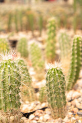 muchas macetas pequeñas con plantas de suculentas para decoracion, mercado de plantas