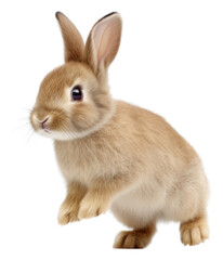 Obraz premium PNG Mammal animal rodent bunny
