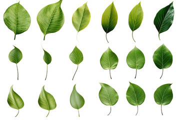 Freshness encapsulated in every leaf. On PNG OR Transparent Background.