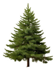 Fototapeta premium PNG Pine tree pine plant fir