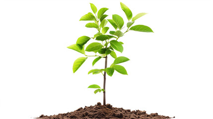 A small green plant is growing in the dirt