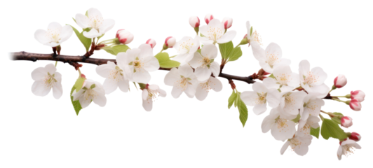 PNG  Tree branch flower blossom plant