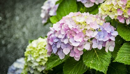 Obraz premium 梅雨 紫陽花 雨 ６月