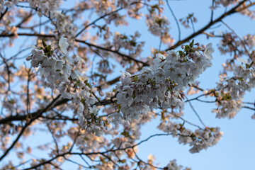 The Cherry blossom blooming in Toronto