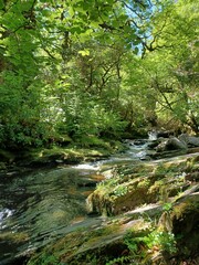 Babbling Brook