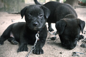 Two cute black Labrador retriever puppies in chain.