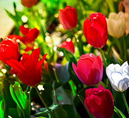 BEAUTIFUL GREEN AND RED TULIPS