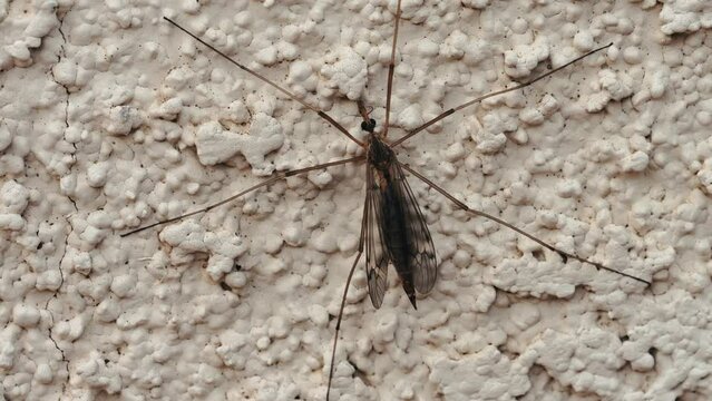Crane fly on a stucco wall with wind 