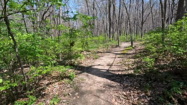 Slow-Motion views moving through a wooded green forest on a narrow dirt trail. Springtime scene with sunlight shining. The path moves through the center of two trees. Green leafy plants and trees.