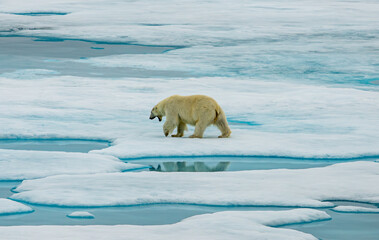 a female polar bear hunting and tracking seals on sea ice in the Arctic Ocean near Svalbard