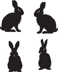 black and white rabbits