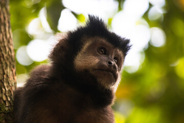 Black capuchin in a South American Jungle.
This monkey was found in Argentina. Sapajus nigritus.