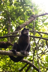 Naklejka premium Black capuchin in a South American Jungle. This monkey was found in Argentina. Sapajus nigritus.