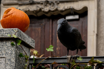 Fototapeta premium Halloween decorated outdoor cafe or restaurant terrace in America or Europe with scary Black Raven pumpkins traditional attributes of Halloween. Frontyard decoration