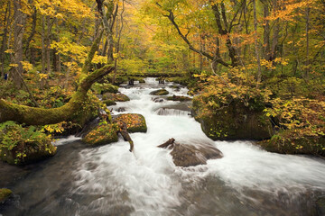 秋の奥入瀬渓流　木橋と渓流の流れ