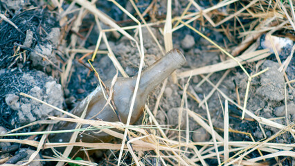 residue and ash from burning dry grass and twigs. bottle amidst the ashes.