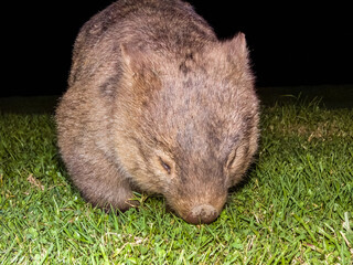Bare-nosed Wombat in New South Wales, Australia
