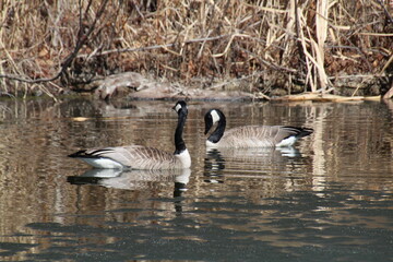 Geese On The Water, Pylypow Wetlands, Edmonton, Alberta