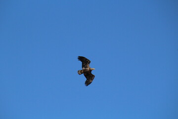 eagle in the sky, Pylypow Wetlands, Edmonton, Alberta