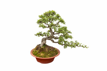 elm bonsai isolated - 785829630