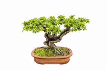 elm bonsai isolated