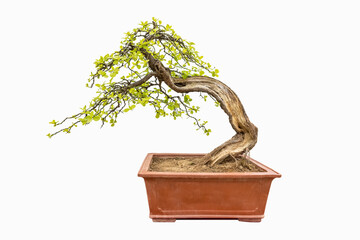 boxwood tree bonsai - 785829648