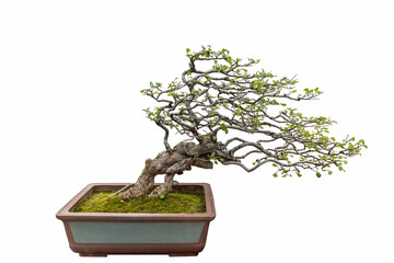 elm bonsai on white - 785829656