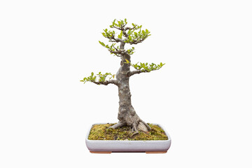 elm bonsai isolated - 785829657