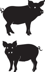 black and white pigs