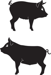 black pig