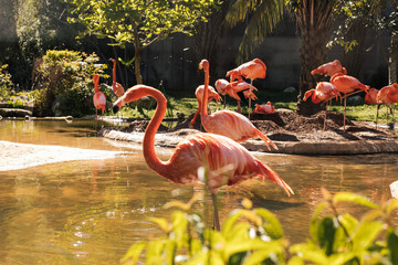Animals in the zoo. Wild African animals in a summer forest on a sunny day. Outdoor activities with children. Riverbanks Zoo and Garden, Columbia, South Carolina, USA. American flamingos in the zoo