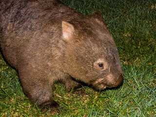 Bare-nosed Wombat in New South Wales, Australia