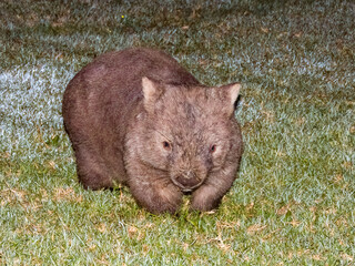 Bare-nosed Wombat in New South Wales, Australia