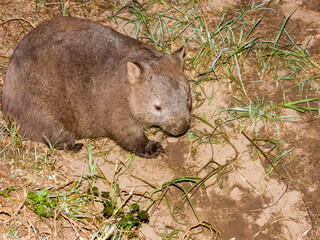Bare-nosed Wombat in New South Wales, Australia