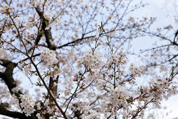Branches of sakura flowers, cherry blossom