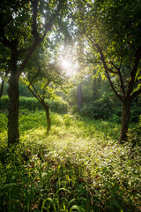 울창한 숲에 태양빛이 들어온다