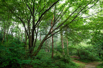 푸르른숲에 오솔길이 있는 산책로 - obrazy, fototapety, plakaty