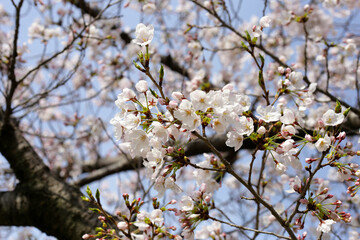 Branches of sakura flowers, cherry blossom