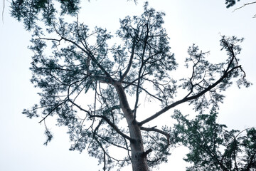 옅은 흰색 하늘에 나뭇가지