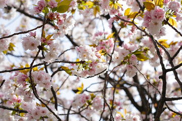 Branches of sakura flowers, cherry blossom