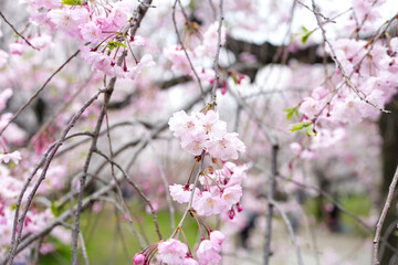 Branches of sakura flowers, cherry blossom