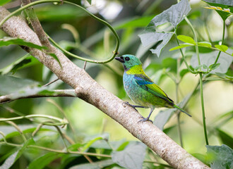Colorfull bird in South America. This species is called ''Saira arcoiris''